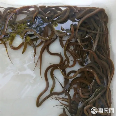 正大9号黄鳝苗 优质养殖的新选择