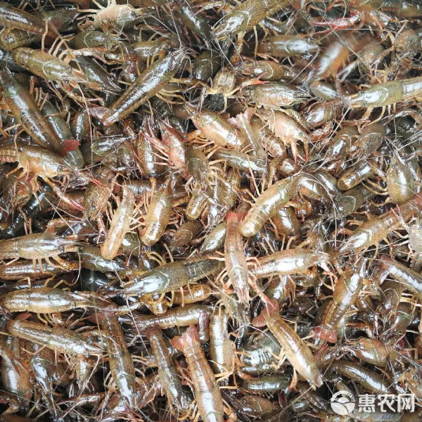 龙虾苗基地直供 一站式服务，护航养殖成功之路