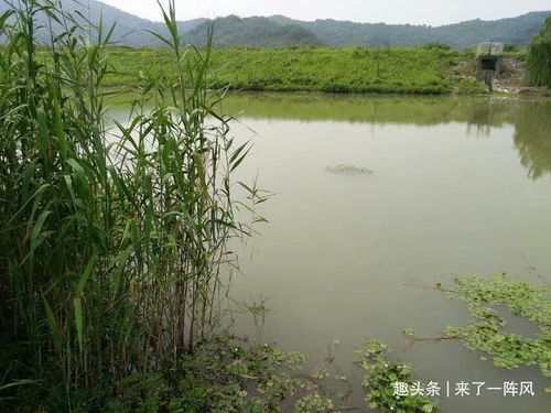 池塘边的低语 谁看见了另一个世界？