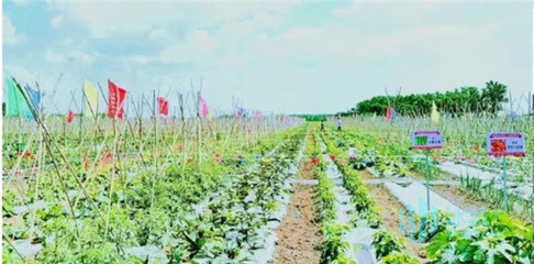 菜园革命！双城升级打造休闲农业体验区，池塘垂钓引领田园新风尚