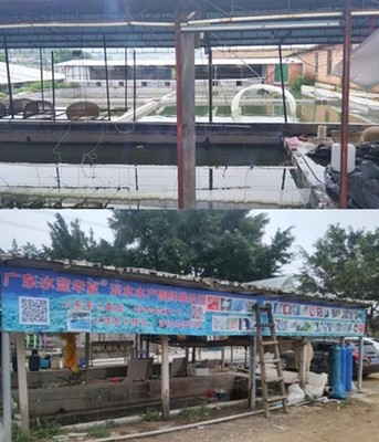 豪情丁桂鱼苗培育基地欧洲丁岁鱼苗供应广东丁桂鱼苗批发