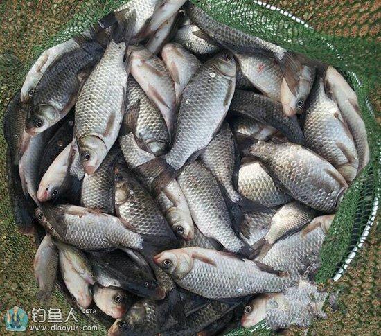 化氏秘籍之化氏竞技鱼塘钓鲫鱼饵料配方